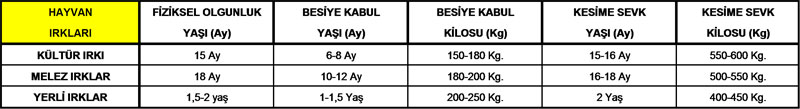 Besi Sığırı Yetiştiriciliği