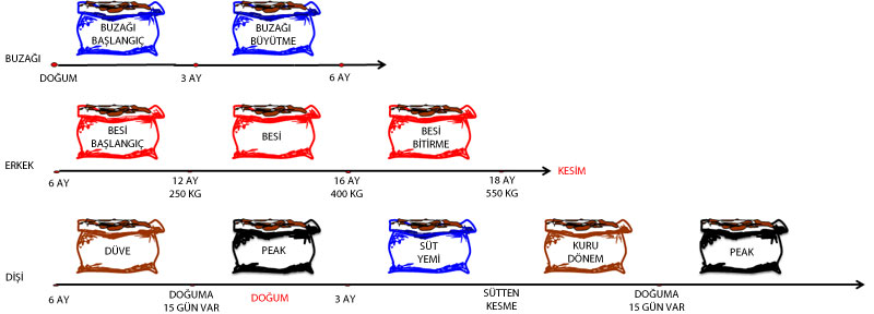 dönemsel yem kullanma çizelgesi