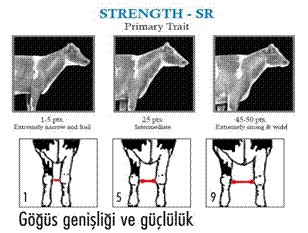 göğüs genişliği