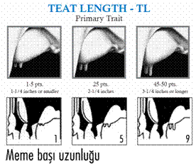 meme başı büyüklüüğü