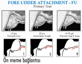 ön meme bağlantısı