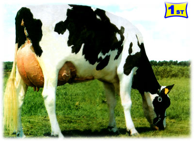 süt sığırı