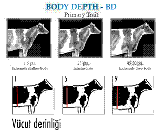 vücut derinliği